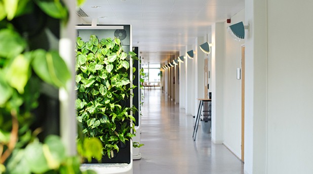 Växtväggarna Naava i en skolkorridor