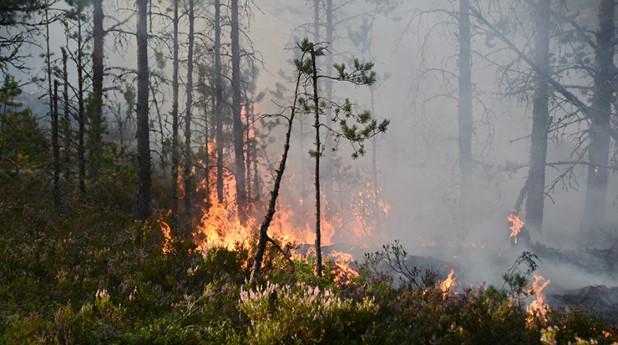 brand-i-skogen