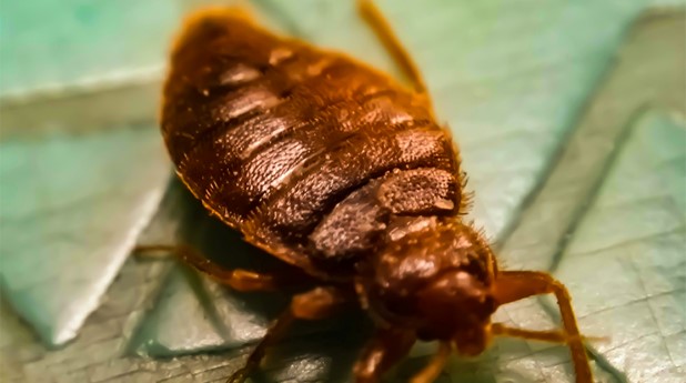 37328354-a-picture-of-bedbug